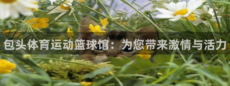 杏耀测速登录地址